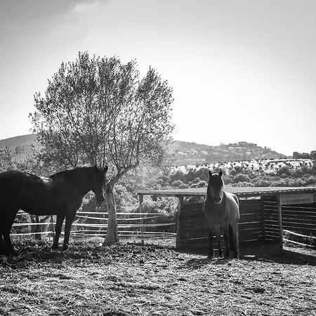 Poggio Del Pero Feriegård Panicale