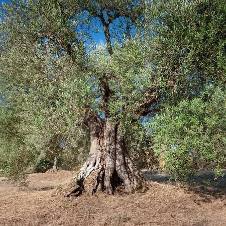 Poggio Del Pero * パニカーレ